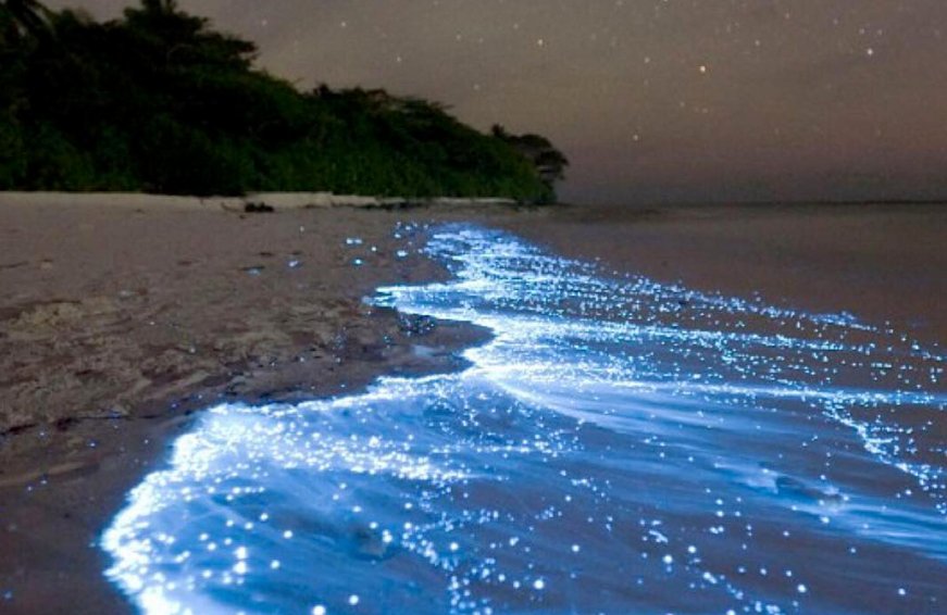 bioluminescent